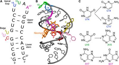 Mutations of N1 Riboswitch Affect its Dynamics and Recognition by Neomycin Through Conformational Selection